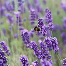 Provence Lavender Flower Seeds for Planting – Heirloom, Non-GMO Hardy Variety, High Germination Seeds