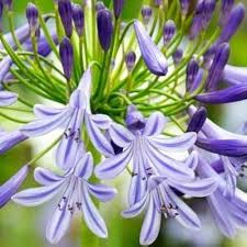 Agapanthus Africanus Flower Seeds for Planting – Heirloom Non-GMO High Germination Organic Garden Seeds