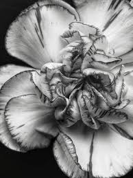 Gray Carnations Flower Seeds for Planting – Heirloom, Non-GMO, Bright Blooms Organic Garden Seeds