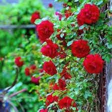 Flower Seeds, Seeds,Seeds For Planting,Plant Seeds