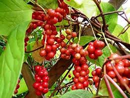 Schisandra Flower Seeds for Planting – Drought-Tolerant Heirloom, Non-GMO, High Germination Garden Seeds