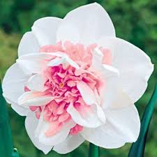 Pink Daffodils Flower Seeds for Planting – Heirloom, Non-GMO, High Germination Organic Garden Seeds