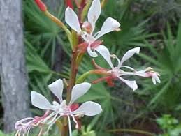 Gaura Lindheimeri Flower Seeds for Planting – Colorful Display Heirloom Non-GMO Seeds