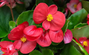 Begonias Azules Flower Seeds for Planting – Vibrant Colors Heirloom Non-GMO High Germination Organic Garden Seeds