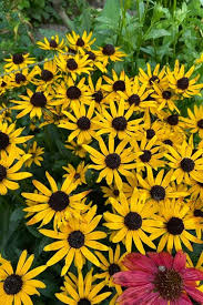 Yellow Black Susan Flower Seeds for Planting – Drought Tolerant Heirloom, Non-GMO, High Germination Organic Garden Seeds