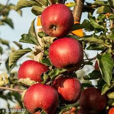 Fruit Seeds,Garden seeds, Seeds For Planting,Plant Seeds
