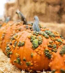 Vegetable Seeds,Garden seeds, Seeds For Planting,Plant Seeds