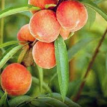 Fruit Seeds,Garden seeds, Seeds For Planting,Plant Seeds