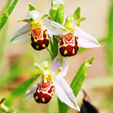 Bee Ragwort Flower Seeds for Planting – Easy to Grow, Heirloom, Non-GMO, High Germination Organic Garden Seeds