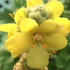 Flower Seeds, Seeds,Seeds For Planting,Plant Seeds