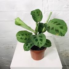 Maranta Leuconeura Flower Seeds for Planting | Heirloom Non-GMO High Germination Organic Garden Seeds