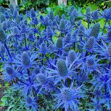 Blue Sea Holly Flower Seeds for Planting – Heirloom, Non-GMO, Seasonal Bloomer Organic Garden Seeds