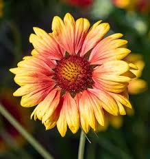 Heirloom Blanket Flower Seeds for Planting – Premium Quality, Non-GMO, High Germination Organic Garden Seeds