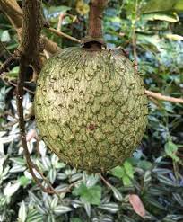 Fruit Seeds,Garden seeds, Seeds For Planting,Plant Seeds