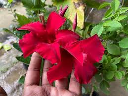 Dipladenia Flower Seeds for Planting – Colorful Display, Heirloom, Non-GMO, High Germination Seeds