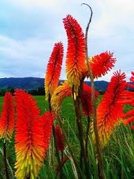 Red Kniphofia Caulescens Flower Seeds for Planting | Heirloom Non-GMO Organic Garden Seeds