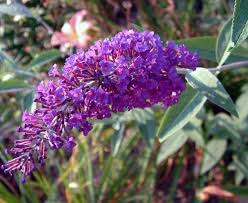 Violet Buddleia Davidii Flower Seeds for Planting – Heirloom, Non-GMO, Cut Flower Favorite, High Germination