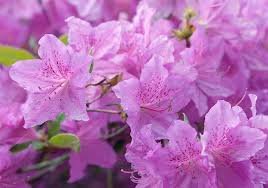Light Purple Rhododendron Azalea Seeds for Planting – Heirloom Non-GMO Garden Seeds
