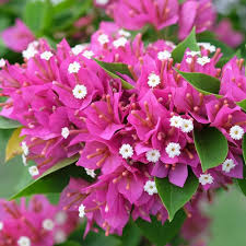 Pink Bougainvillea Flower Seeds for Planting | Heirloom Non-GMO High Germination Organic Garden Seeds