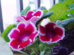 White Maroon Gloxinia Flower Seeds for Planting – Sun Loving, Heirloom, Non-GMO, High Germination