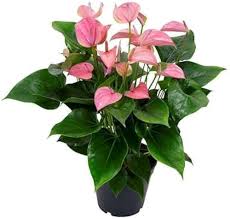 Pink Anthurium Linden Flower Seeds for Planting – Compact Growth, Heirloom, Non-GMO, High Germination Garden Seeds