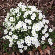 Arenaria Flower Seeds for Planting – Garden Favorite, Heirloom & Non-GMO Seeds