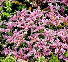 Pink Green Sedum Seastar Flower Seeds for Planting – Heirloom, Non-GMO, Pollinator Friendly Organic Garden Seeds
