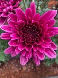 Heirloom Pink Argyranthemum Flower Seeds for Planting | Hardy Variety Non-GMO Organic Garden Seeds