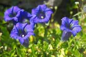 Blue Gentian Flower Seeds for Planting – Heirloom, Non-GMO, High Germination Organic Garden Seeds