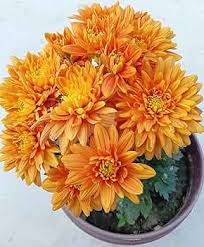 Orange Yellow Chrysanthemum Flower Seeds for Planting – Heirloom, Non-GMO, Low Maintenance Organic Garden Seeds