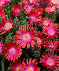 Delosperma Carmine Flower Seeds for Planting – Perfect for Borders, Heirloom, Non-GMO, Organic Garden Seeds