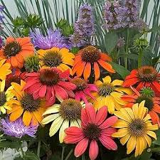 Cone Flower Seeds for Planting – Heirloom, Non-GMO Colorful Display, High Germination Seeds