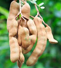 Fruit Seeds,Garden seeds, Seeds For Planting,Plant Seeds