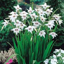 Acidanthera Flower Seeds for Planting – Fragrant Blossoms, Heirloom, Non-GMO, High Germination Garden Seeds