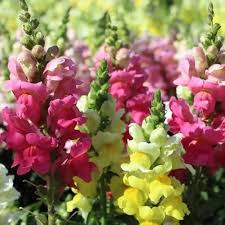Pink Snapdragon Flower Seeds for Planting – Fragrant, Heirloom, Non-GMO, High Germination Garden Seeds