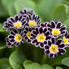 Yellow Black Primrose Flower Seeds for Planting – Heirloom, Non-GMO, High Germination Organic Garden Seeds