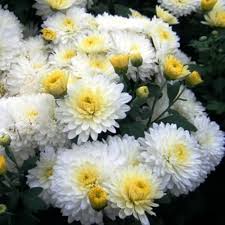 White Yellow Chrysanthemum Flower Seeds for Planting | Heirloom Non-GMO High Germination Organic Garden Seeds