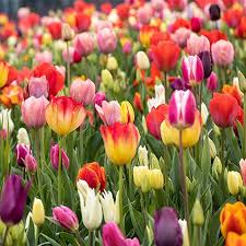 Tulip Flower Seeds for Planting – Pollinator Friendly, Heirloom, GMO Free Organic Garden Seeds