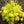Yellow Heuchera Flower Seeds for Planting - Heirloom, Non-GMO, High Germination, Organic Garden Seeds