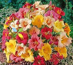 Mix Hemerocallis Flower Seeds for Planting – Heirloom, Non-GMO Pollinator-Friendly Organic Garden Seeds