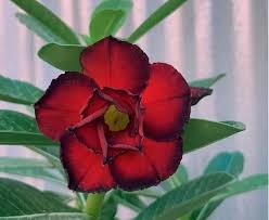 Red Adenium Obesum Seeds for Planting – Garden Favorite, Heirloom, Non-GMO Organic Garden Seeds