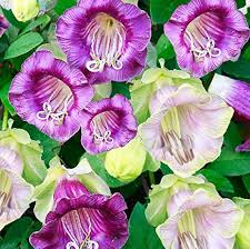 Heirloom Cobaea Bells Flower Seeds for Planting | Non-GMO, High Germination, Organic Garden Seeds
