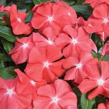 Orange Periwinkle Flower Seeds for Planting | Heirloom Non-GMO High Germination Organic Garden Seeds