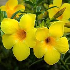 Beautiful Allamanda Flower Seeds for Planting – Garden Favorite, Heirloom, Non-GMO, High Germination Organic Garden Seeds