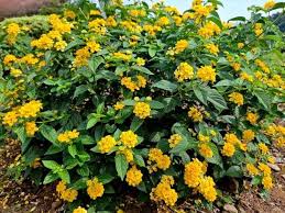 Verbena Yellow Flower Seeds for Planting | Heirloom Non-GMO Organic Garden Seeds, High Germination