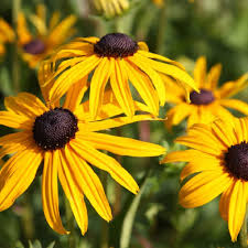 Fulgida Flower Seeds for Planting – Heirloom, Non-GMO, Colorful High Germination Garden Seeds