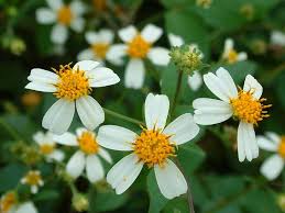 Earthechoseeds Bidens Flower Seeds