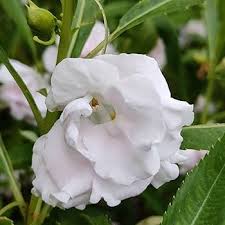 White Balsamine Flower Seeds for Planting – Drought Tolerant, Heirloom, Non-GMO Seeds for Home Garden