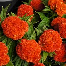 Celosia Chief Persimmon Flower Seeds for Planting – Garden Favorite, Heirloom, GMO Free Organic Garden Seeds