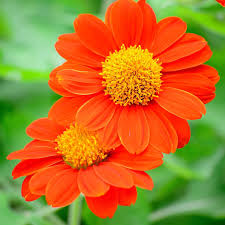 Orange Tithonia Speciosa Flower Seeds for Planting – Borders, Heirloom, Non-GMO, High Germination Organic Seeds